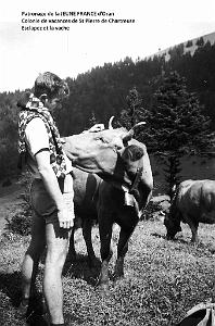COLO JEUNE FRANCE J.P. Esclapez et la vache